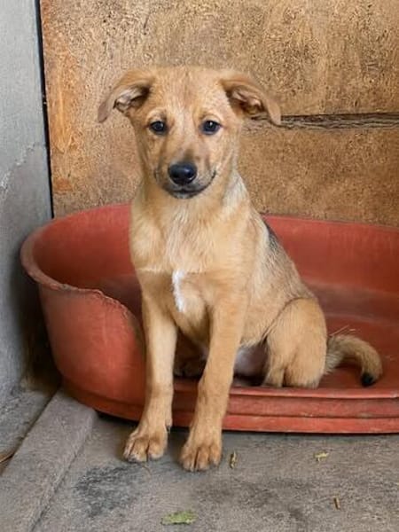 Max, ausgeglichener Welpe sucht Familie
