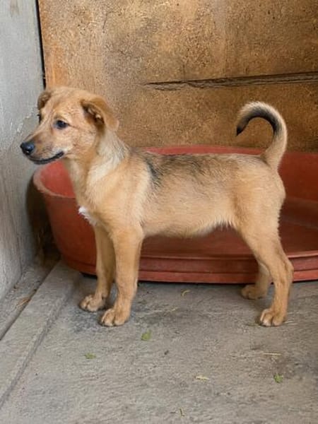 Max, ausgeglichener Welpe sucht Familie