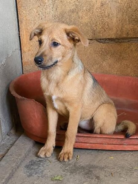 Max, ausgeglichener Welpe sucht Familie