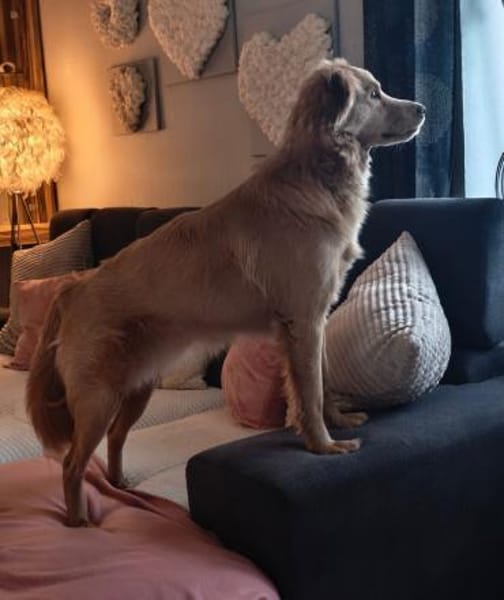 Wallace jetzt Simba