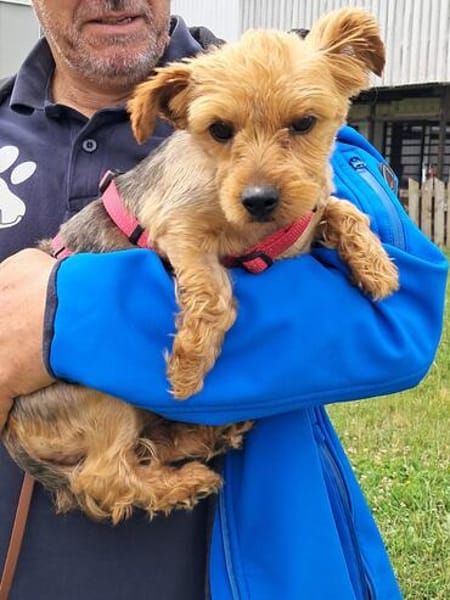 Babsi, liebes Yorkshire Terrier Mädchen