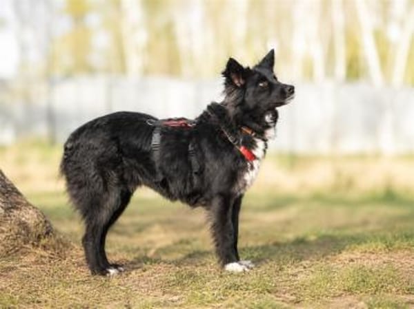 Anki - wartet in 57632 Ziegenhain
