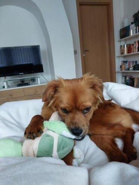 Filou  leises und sensibles Wesen