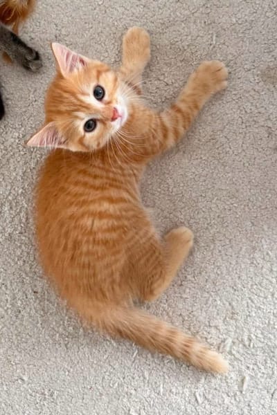 OUNA PETITE DE NINOU À ADOPTER EN DUO OU SEULE SI DÉJÀ UN CHAT PRÉSENT CHEZ VOUS