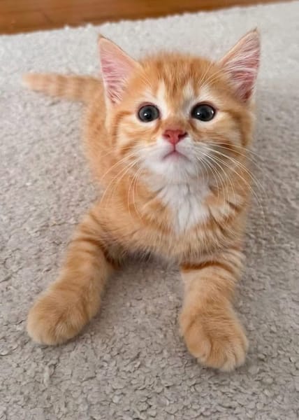 OUNA PETITE DE NINOU À ADOPTER EN DUO OU SEULE SI DÉJÀ UN CHAT PRÉSENT CHEZ VOUS
