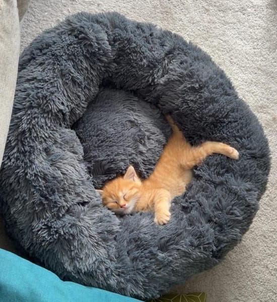 OUNA PETITE DE NINOU À ADOPTER EN DUO OU SEULE SI DÉJÀ UN CHAT PRÉSENT CHEZ VOUS