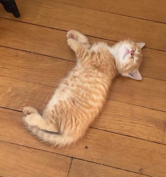 OUNA PETITE DE NINOU À ADOPTER EN DUO OU SEULE SI DÉJÀ UN CHAT PRÉSENT CHEZ VOUS
