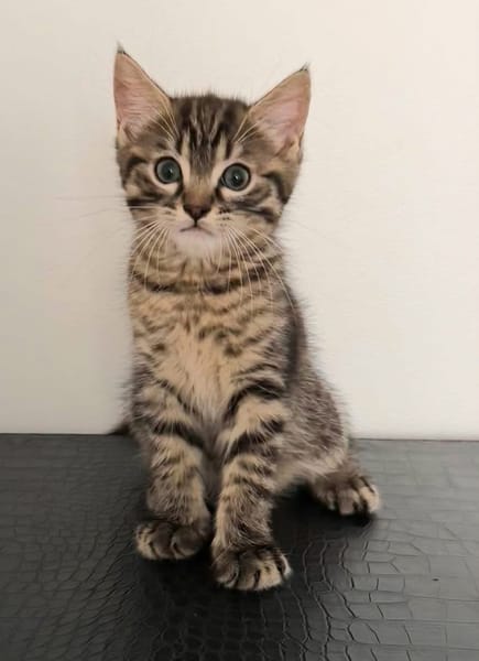 PITCHOU PETIT DE NINOU A ADOPTER EN DUO OU SEUL DI DÉJÀ UN CHAT PRÉSENT CHEZ VOUS