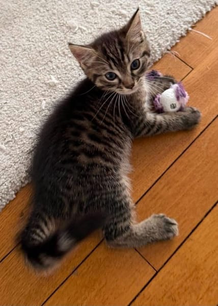 PITCHOU PETIT DE NINOU A ADOPTER EN DUO OU SEUL DI DÉJÀ UN CHAT PRÉSENT CHEZ VOUS