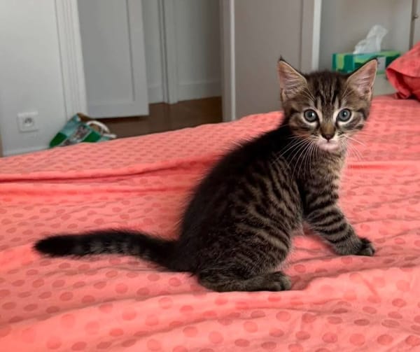 PITCHOU PETIT DE NINOU A ADOPTER EN DUO OU SEUL DI DÉJÀ UN CHAT PRÉSENT CHEZ VOUS