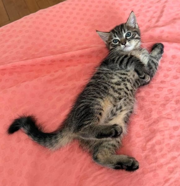 PITCHOU PETIT DE NINOU A ADOPTER EN DUO OU SEUL DI DÉJÀ UN CHAT PRÉSENT CHEZ VOUS