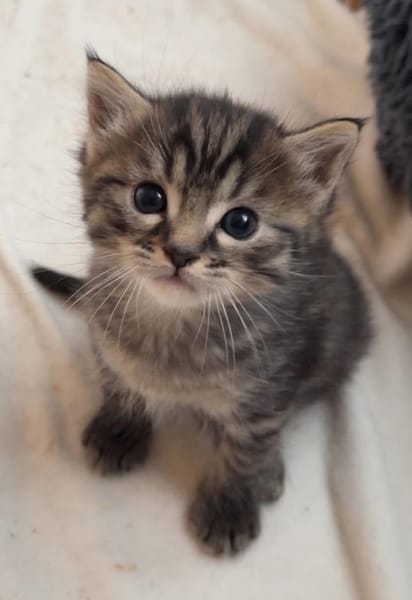 PITCHOU PETIT DE NINOU A ADOPTER EN DUO OU SEUL DI DÉJÀ UN CHAT PRÉSENT CHEZ VOUS