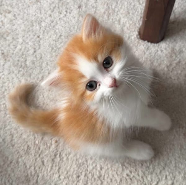 NOUPI PETIT DE NINOU À ADOPTER EN DUO OU SEUL SI DÉJÀ UN CHAT PRÉSENT CHEZ VOUS