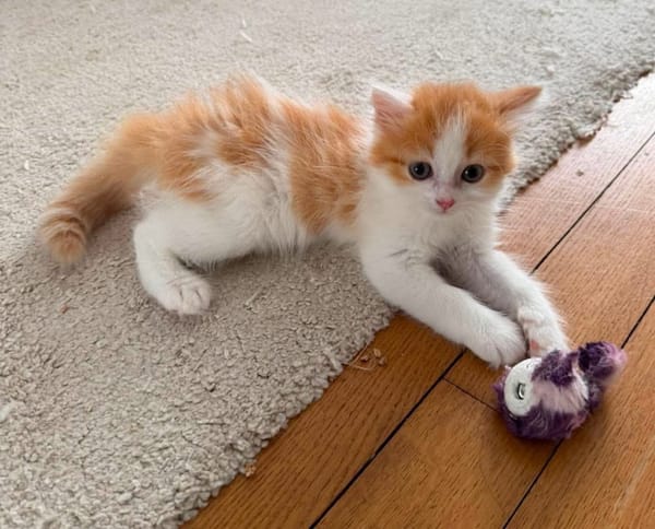 NOUPI PETIT DE NINOU À ADOPTER EN DUO OU SEUL SI DÉJÀ UN CHAT PRÉSENT CHEZ VOUS