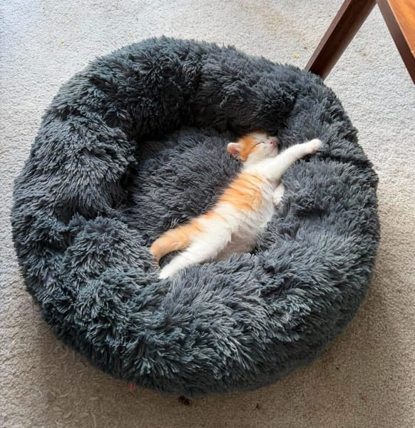 NOUPI PETIT DE NINOU À ADOPTER EN DUO OU SEUL SI DÉJÀ UN CHAT PRÉSENT CHEZ VOUS