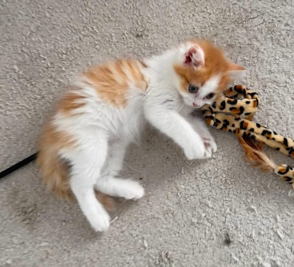 NOUPI PETIT DE NINOU À ADOPTER EN DUO OU SEUL SI DÉJÀ UN CHAT PRÉSENT CHEZ VOUS