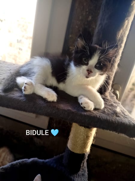 BAÏA et BIDULE