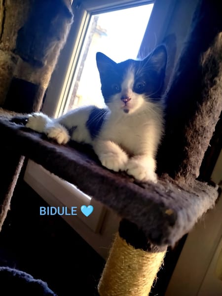 BAÏA et BIDULE