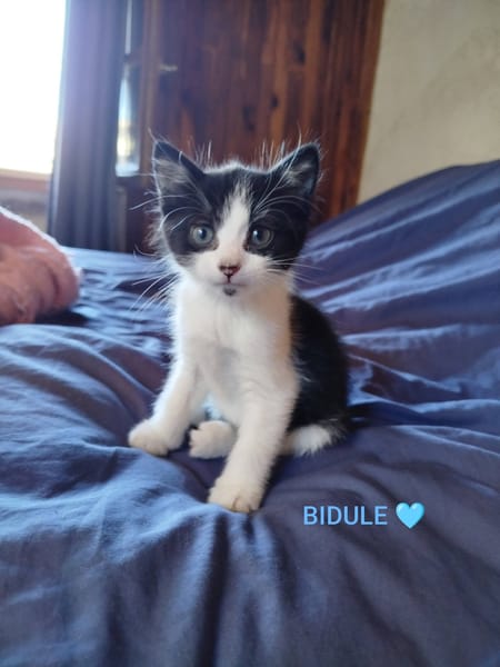 BAÏA et BIDULE