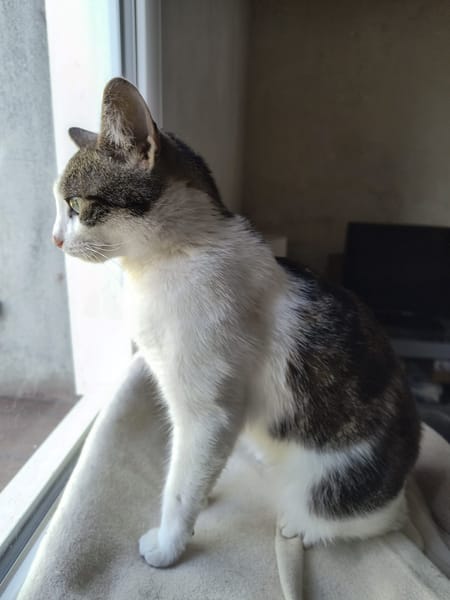 Gigi