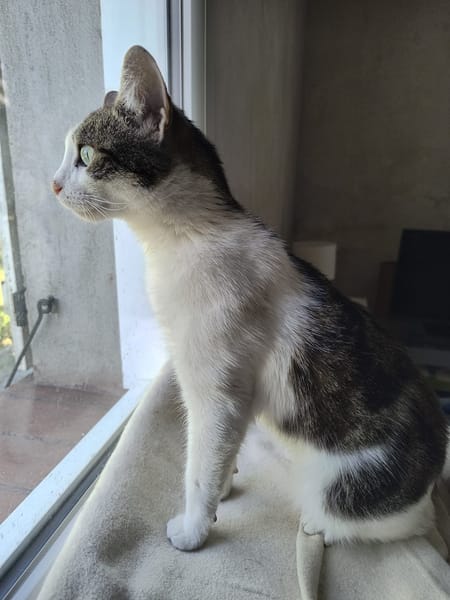 Gigi