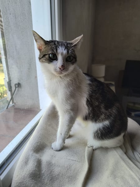 Gigi