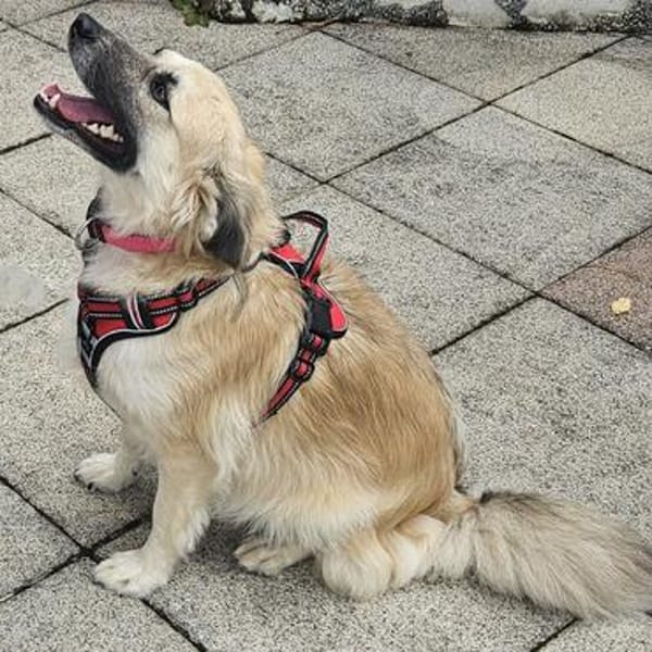 Rosie