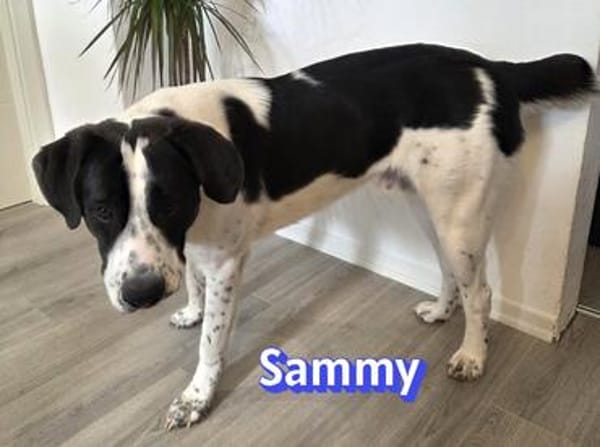Sammy - freundlich und verschmust