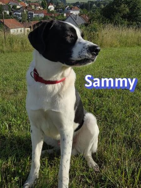 Sammy - freundlich und verschmust