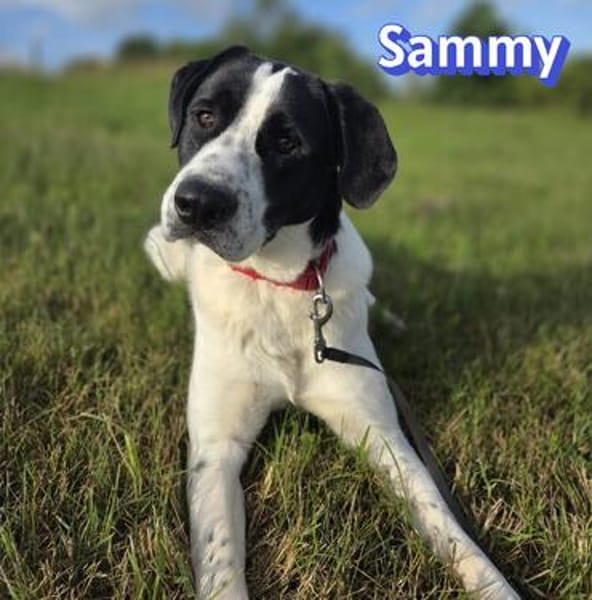 Sammy - freundlich und verschmust