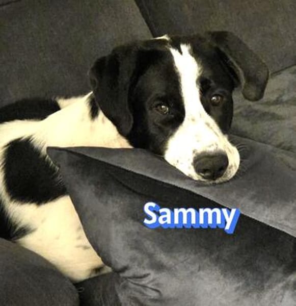 Sammy - freundlich und verschmust