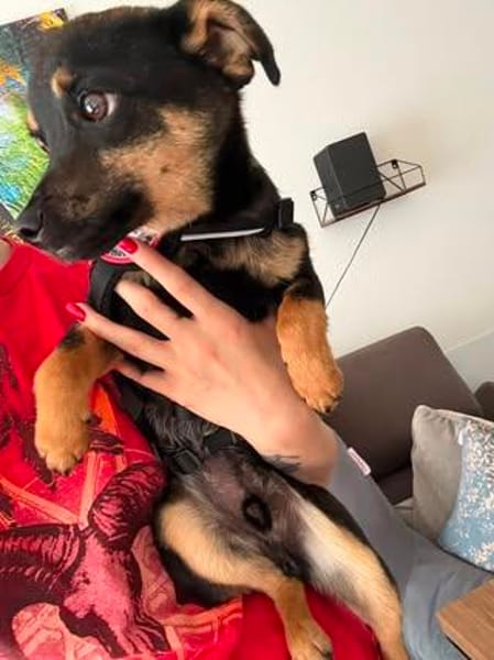 🐾 Lucky sucht sein Für-immer-Zuhause 🐾