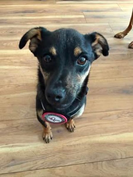 🐾 Lucky sucht sein Für-immer-Zuhause 🐾
