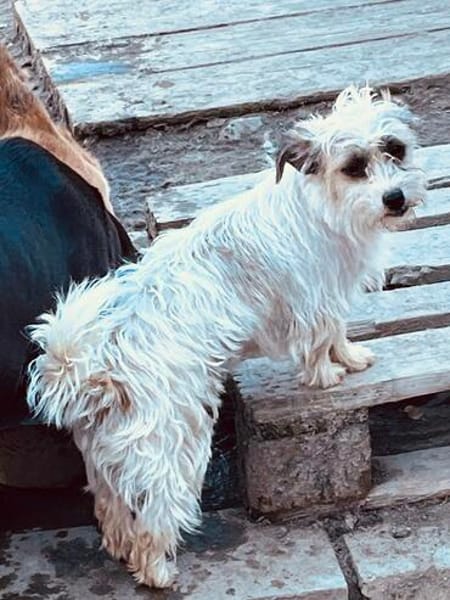 ELORE - Angsthase sucht Pflegestelle