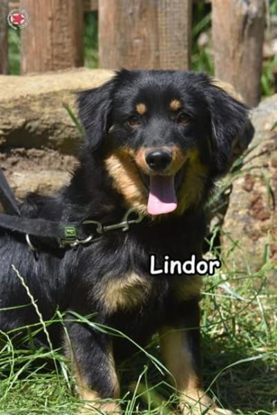LINDOR