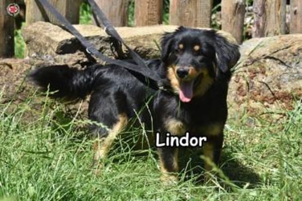 LINDOR