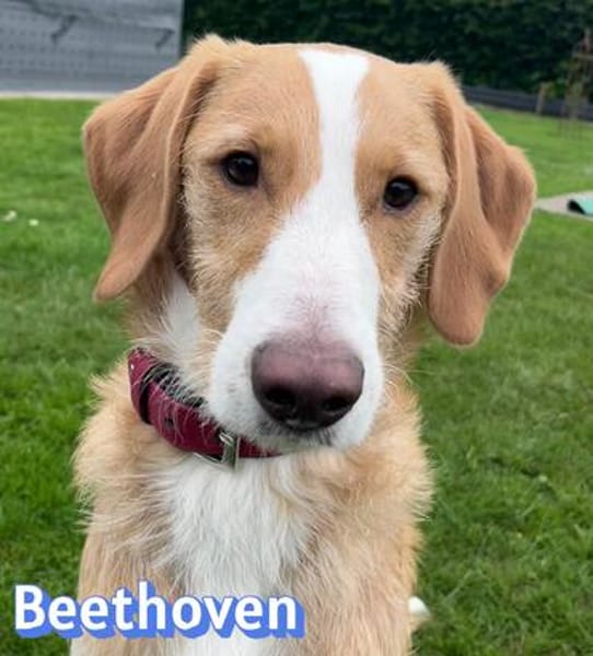 Beethoven - aufmerksam, verspielt, aktiv