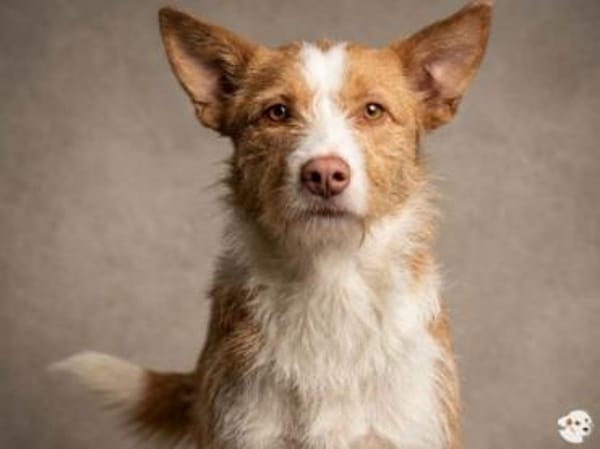 Podenguita sucht aktive liebe Familie