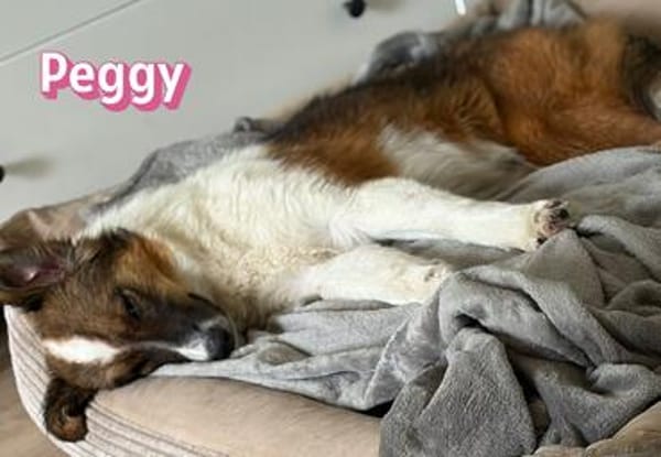 Peggy - verschmust und verspielt