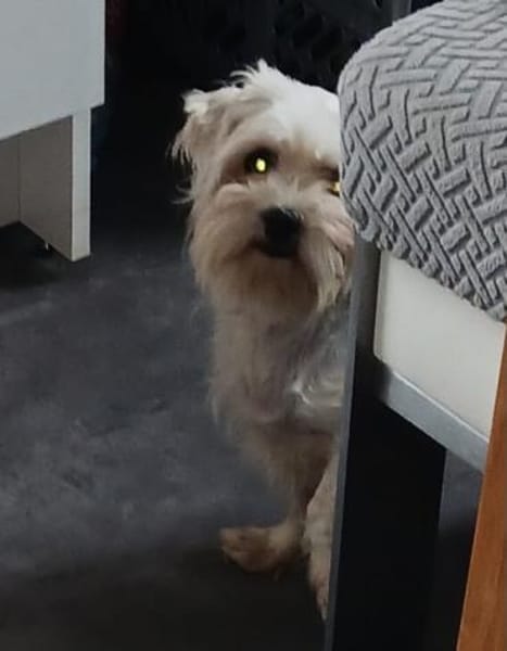 Liza, schüchterne Malteser Hündin