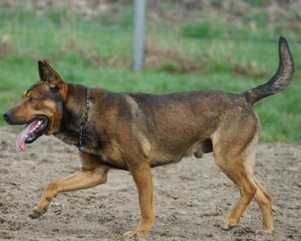 Henry sucht ein sportliches Zuhause