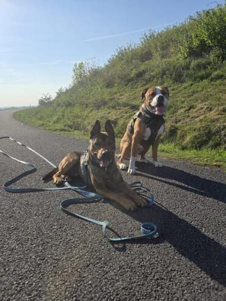 Henry sucht ein sportliches Zuhause