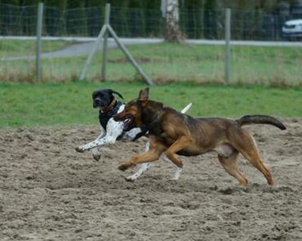 Henry sucht ein sportliches Zuhause
