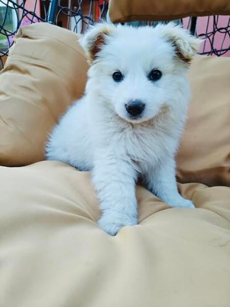 Boogie ein Pomsky Mix