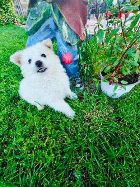 Boogie ein Pomsky Mix