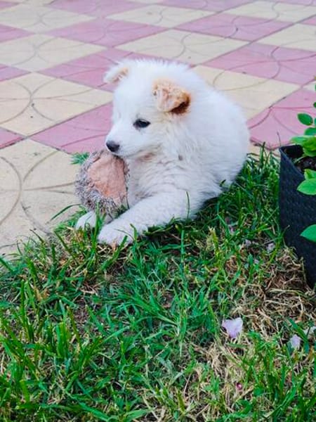 Boogie ein Pomsky Mix