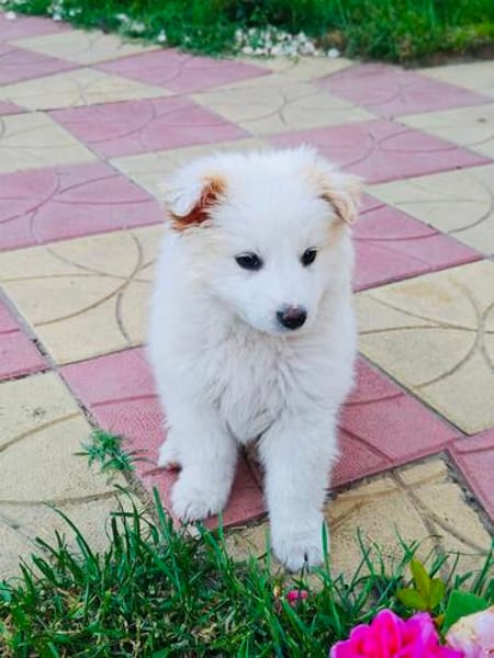 Boogie ein Pomsky Mix