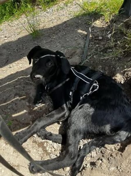 Bubi sucht sein Für-Immer-Zuhause 🐾