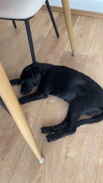 Bubi sucht sein Für-Immer-Zuhause 🐾