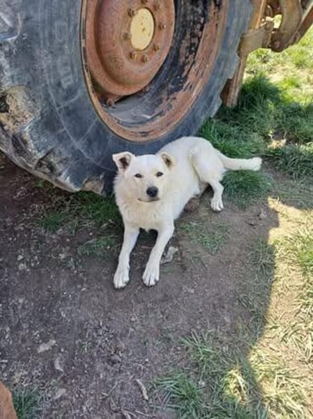 💙Balou💙 sucht ein schönes Zuhause